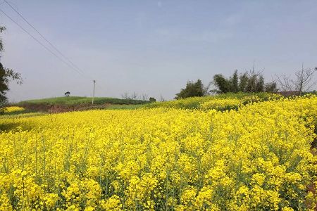 攀枝花600分左右能上什么高中盘点